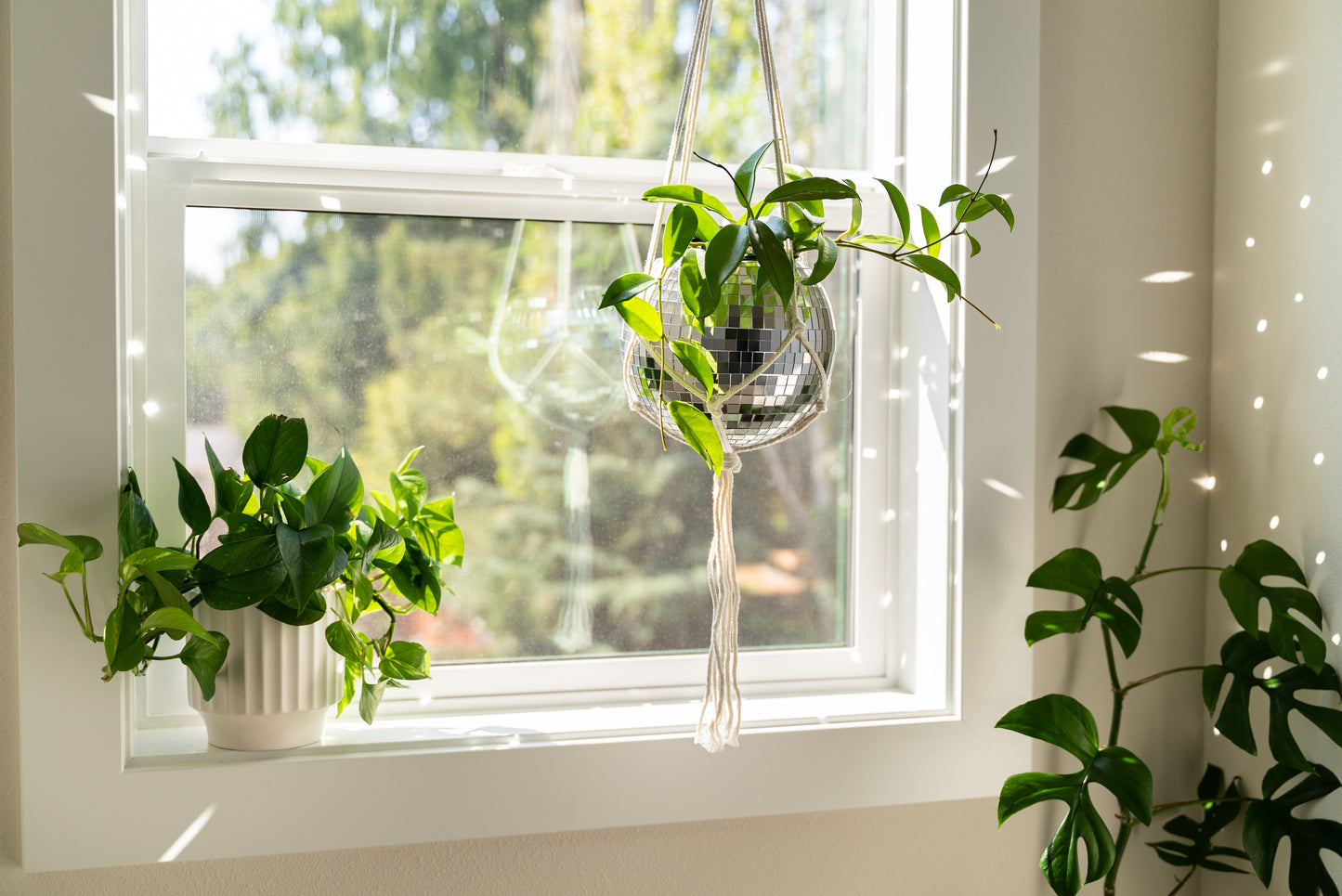 8" Disco Planter + Acrylic Base and Hanger