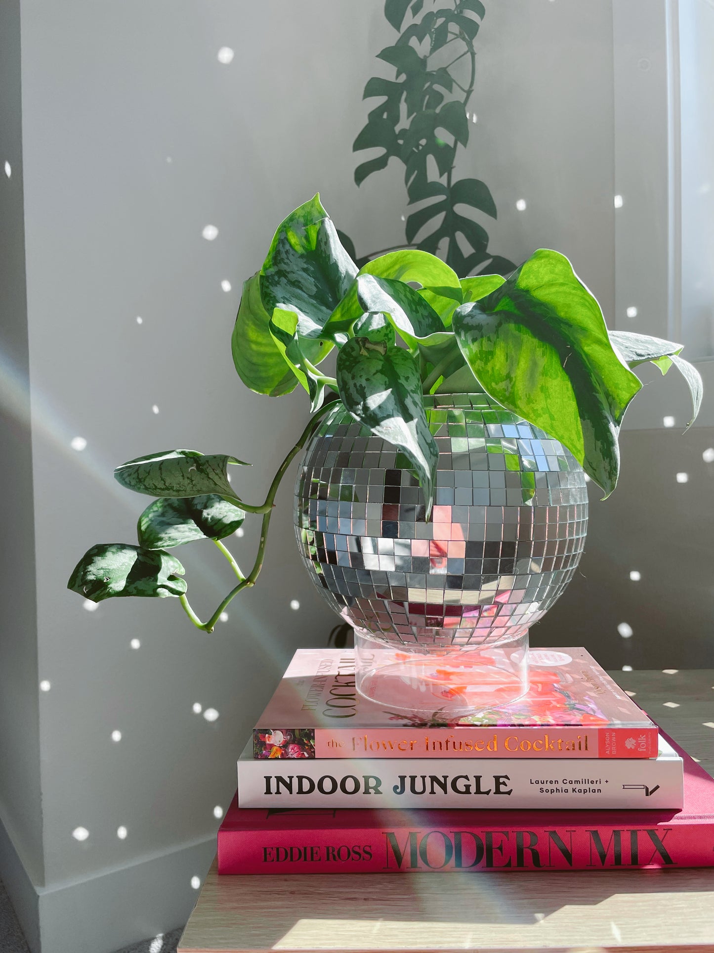 8" Disco Planter + Acrylic Base and Hanger