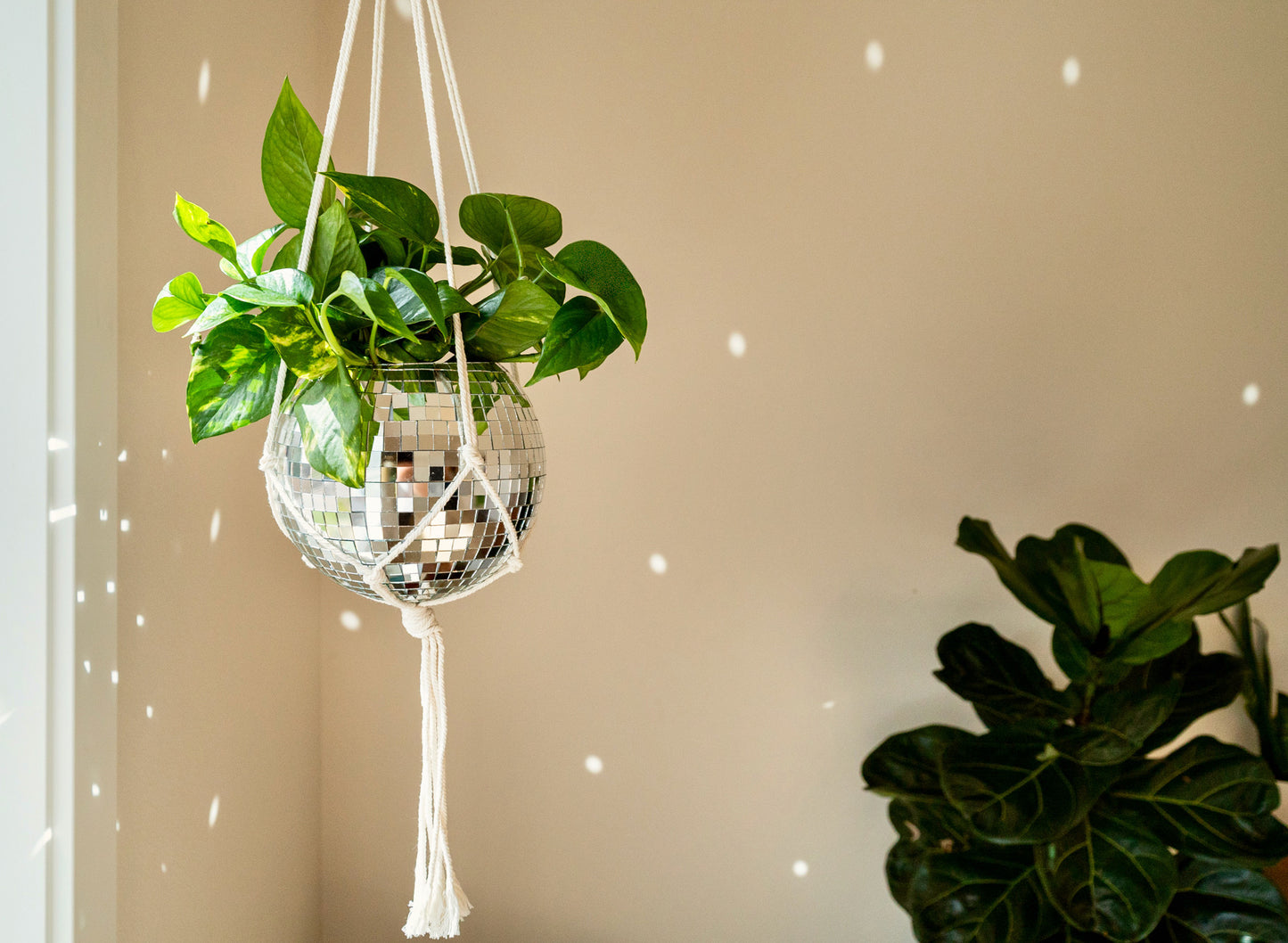 8" Disco Planter + Acrylic Base and Hanger
