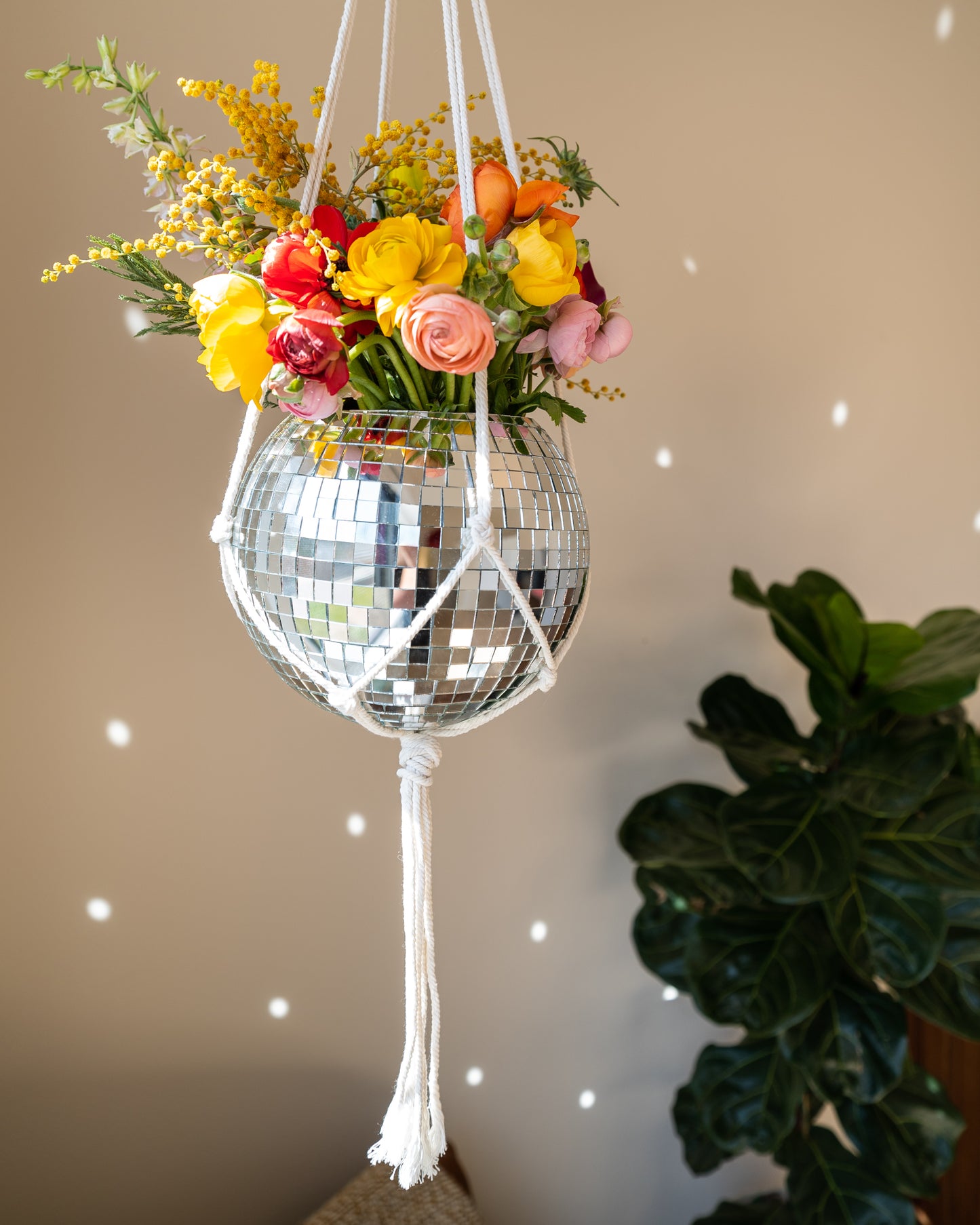 8" Disco Planter + Acrylic Base and Hanger
